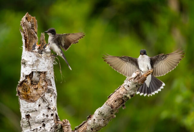 Wildlife observation